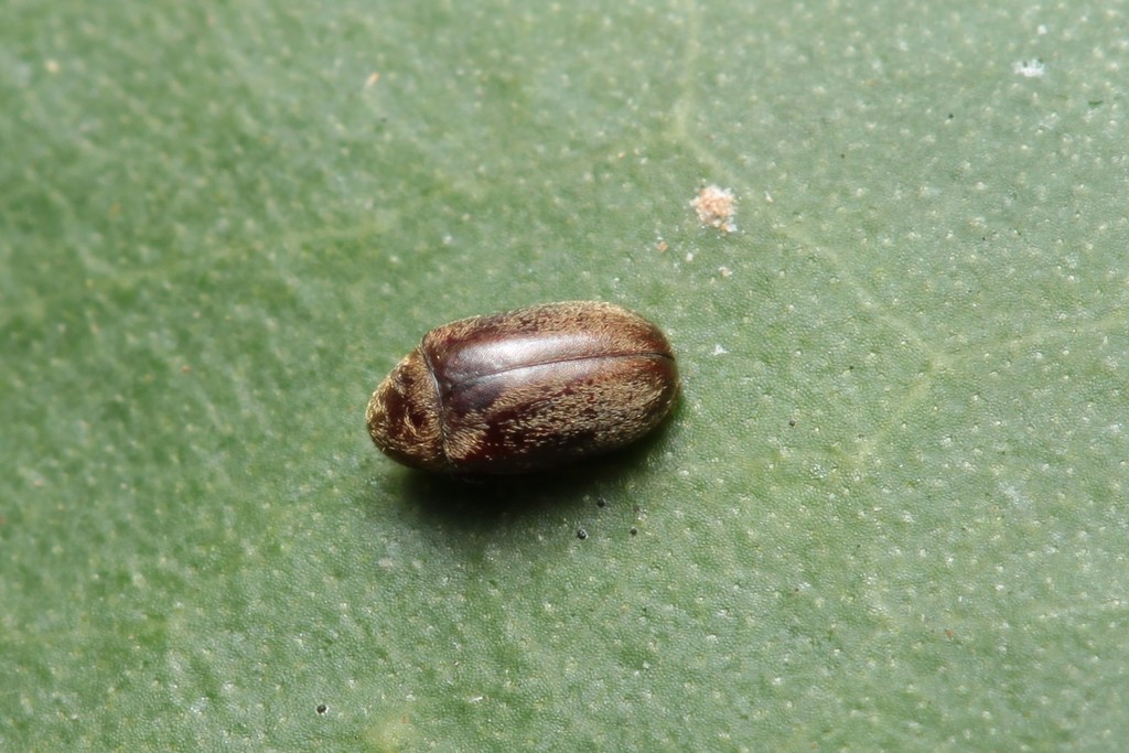 Mirosternus marginatus