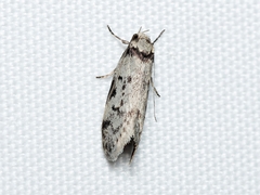 Philobota orescoa
