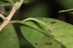 Eupithecia orichloris