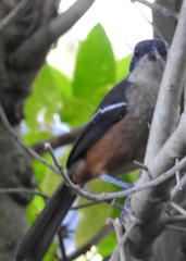 Laniarius ferrugineus ferrugineus