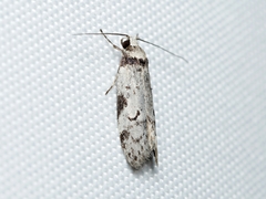 Philobota orescoa