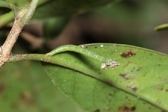 Eupithecia orichloris