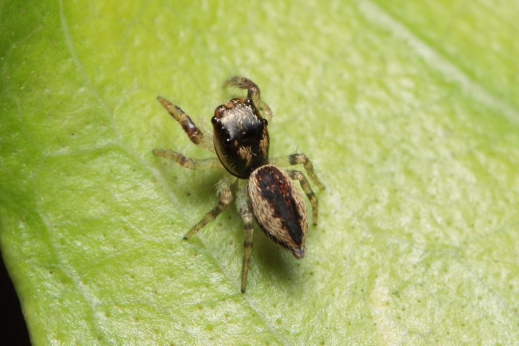 Havaika kauaiensis