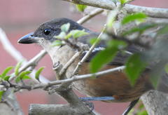Laniarius ferrugineus ferrugineus