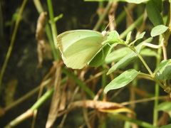 Catopsilia pyranthe