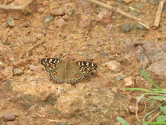 Junonia lemonias