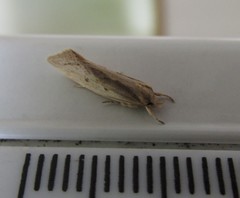 Tingena chloradelpha