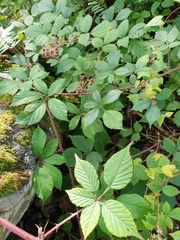 Rubus