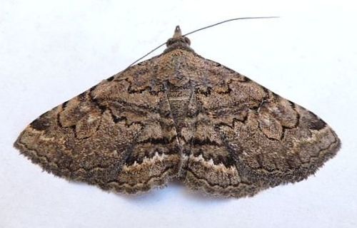 Toxonprucha repentis photo 2