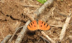 Acraea terpsicore