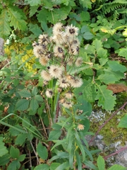 Hieracium umbellatum