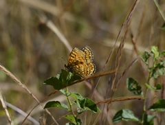 Melitaea deione