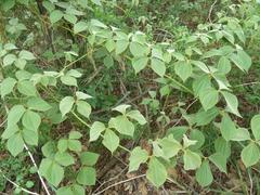 Dioscorea dregeana