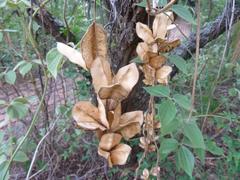 Dioscorea dregeana
