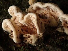 Steccherinum bourdotii