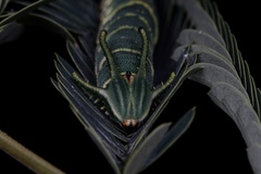 Polyura athamas