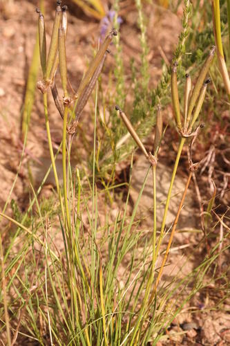 Waaikloof Capeblue (Aristea nigrescens)