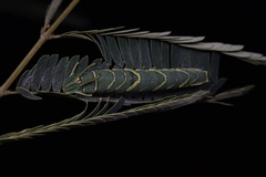 Polyura athamas