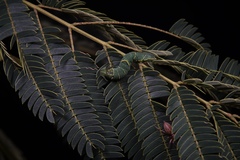Polyura athamas