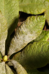 Erysiphe azaleae