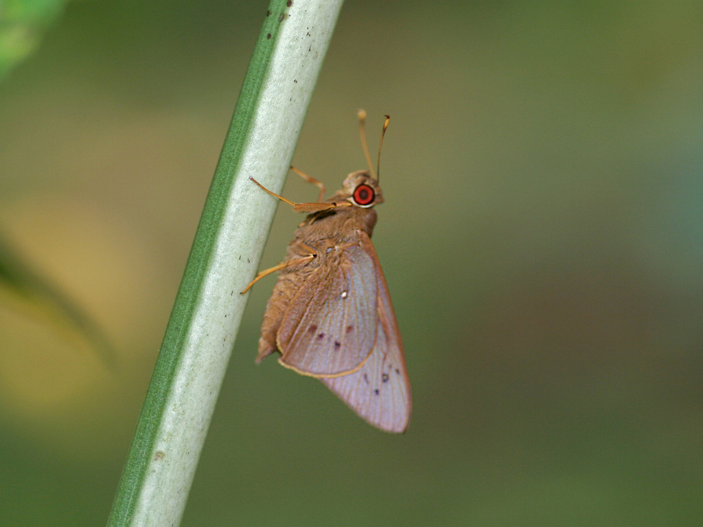 Coconut Skipper