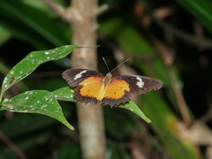 Cethosia hypsea