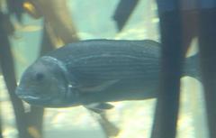 Sparodon durbanensis