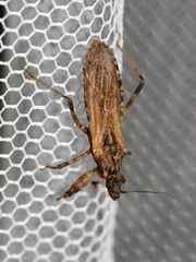 Oncocephalus squalidus