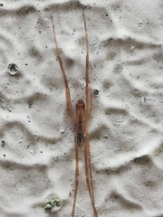 Episinus algiricus