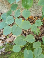 Tilia cordata