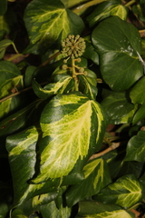 Hedera colchica