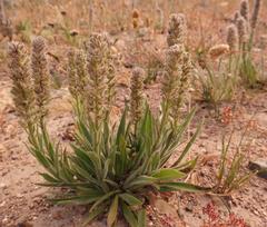 Echiostachys incanus