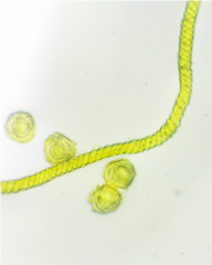 Oligonema affine