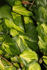 Hedera colchica