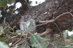 Otus senegalensis