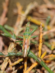 Nabis viridulus