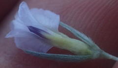 Amphithalea axillaris