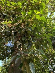 Aleurites moluccanus