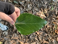 Aleurites moluccanus