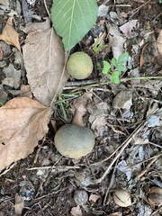 Aleurites moluccanus