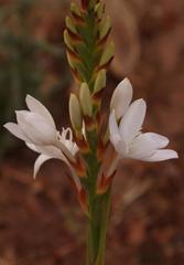 Thereianthus ixioides