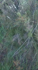 Amphithalea axillaris