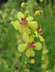 Verbascum chaixii