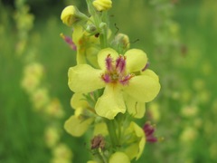 Verbascum chaixii