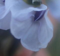 Amphithalea axillaris