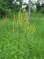 Verbascum chaixii