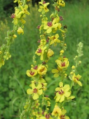 Verbascum chaixii