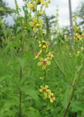 Verbascum chaixii