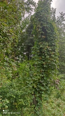 Parthenocissus inserta
