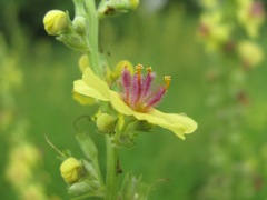 Verbascum chaixii